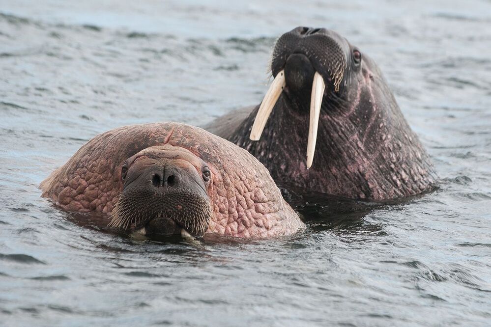 Арктические моржи 