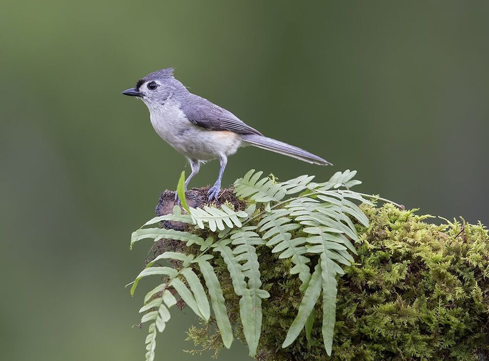 Острохохлая синица -Tufted Titmouse