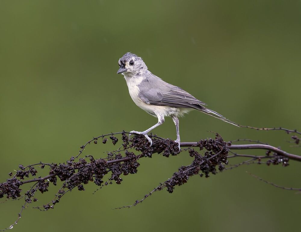 Острохохлая синица -Tufted Titmouse