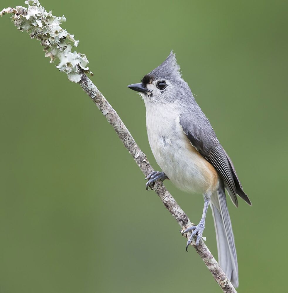 Острохохлая синица -Tufted Titmouse