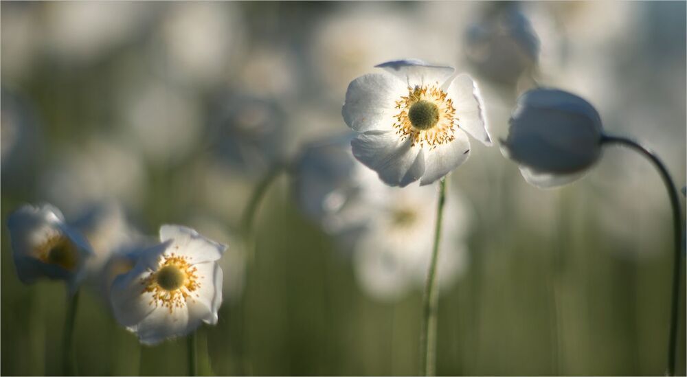 о нежности весны...