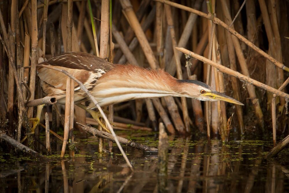 Малая выпь, или волчок (лат. Ixobrychus minutus)