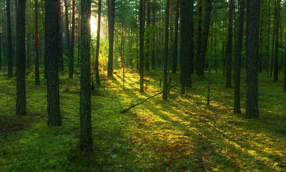 Утро в лесу