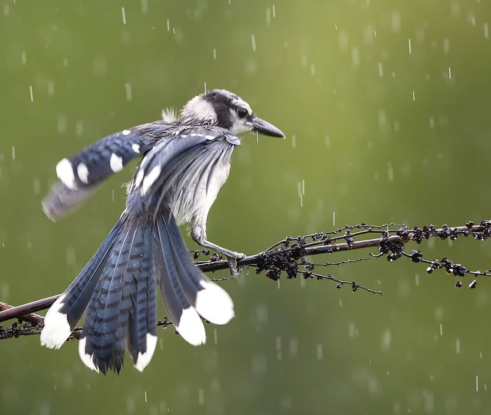 Голубая сойка - Blue Jay