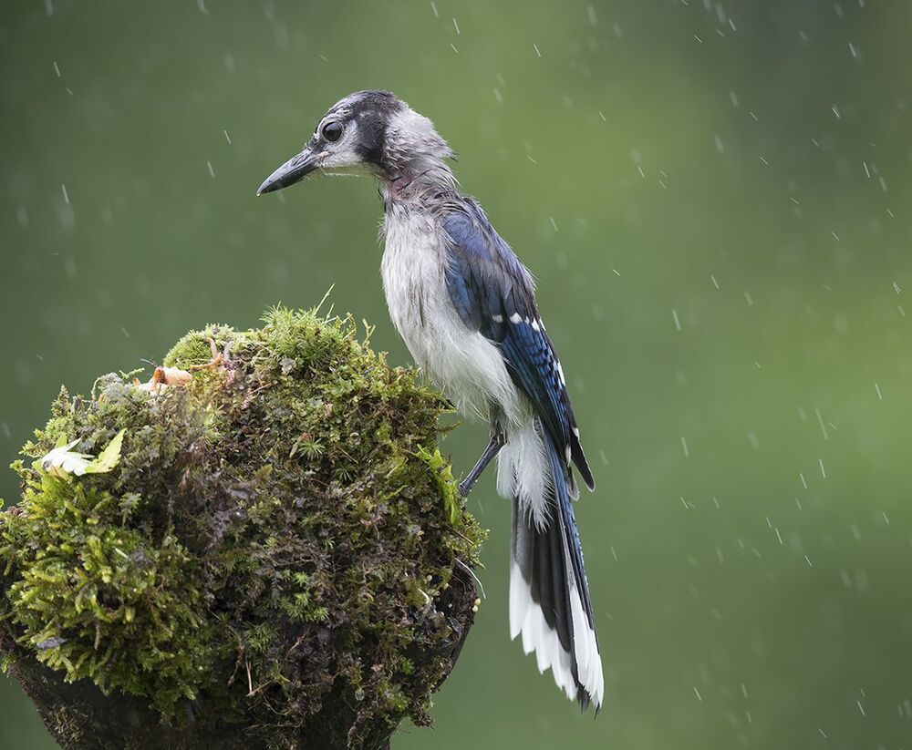 Голубая сойка - Blue Jay