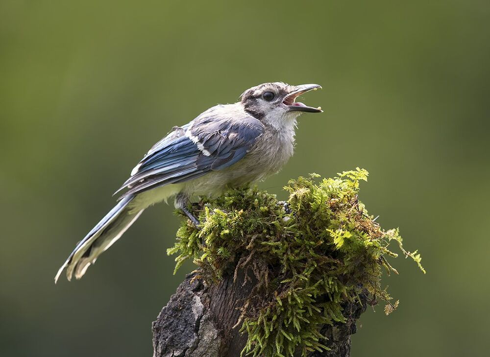 Голубая сойка - Blue Jay
