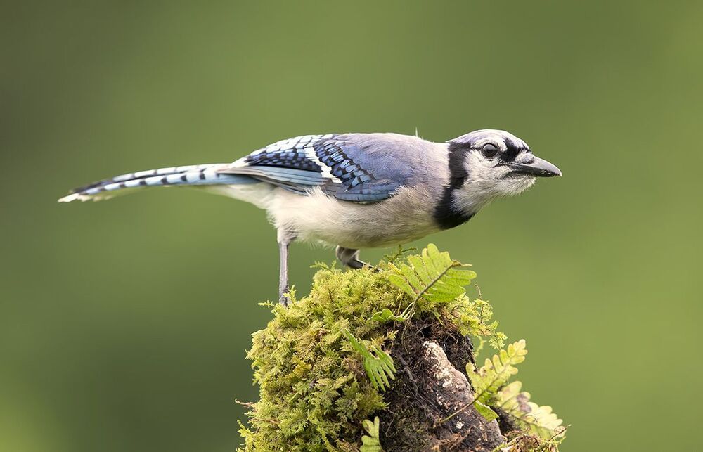 Голубая сойка - Blue Jay