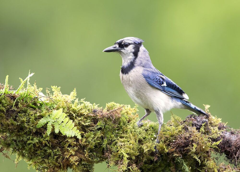 Голубая сойка - Blue Jay