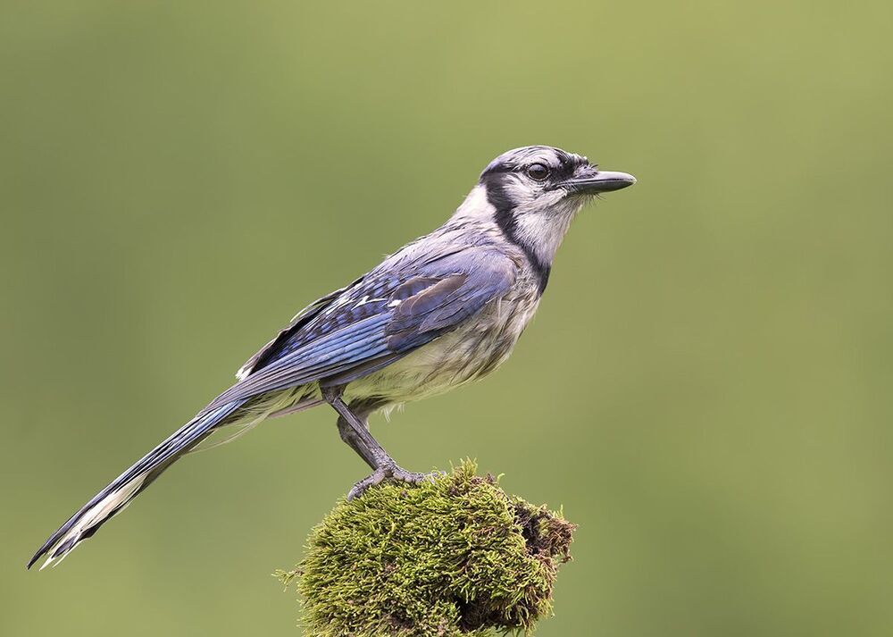Голубая сойка - Blue Jay