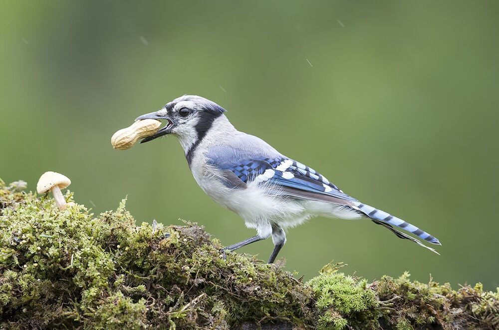 Голубая сойка - Blue Jay