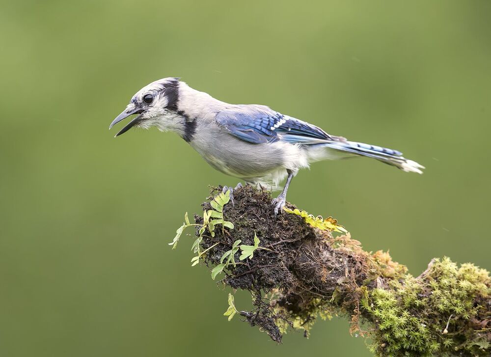 Голубая сойка - Blue Jay