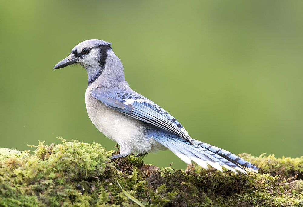 Голубая сойка - Blue Jay