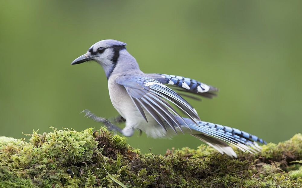 Голубая сойка - Blue Jay