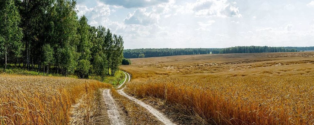 Зреет в поле урожай