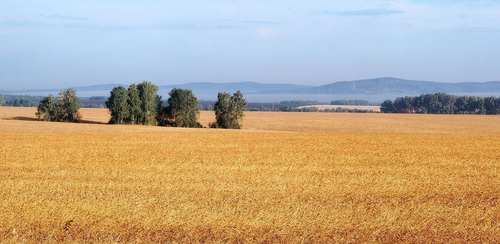Утренняя