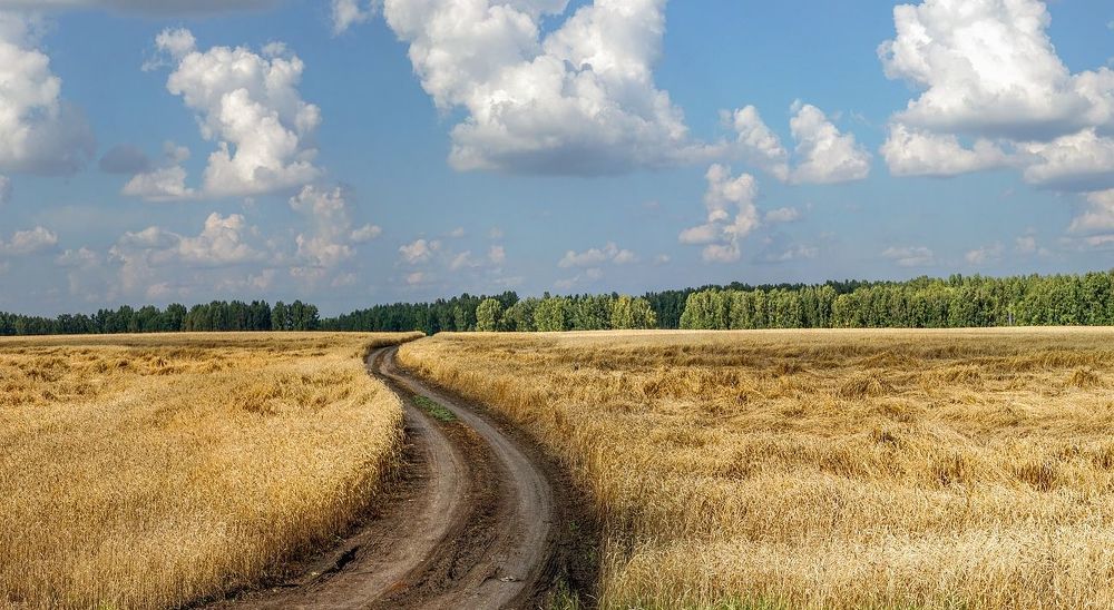 Повадились кони топтать пшеницу
