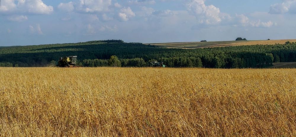 Русское поле