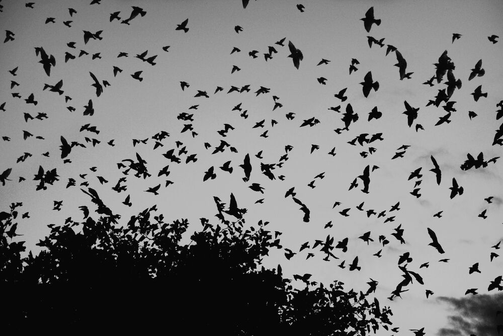 Photo 967942