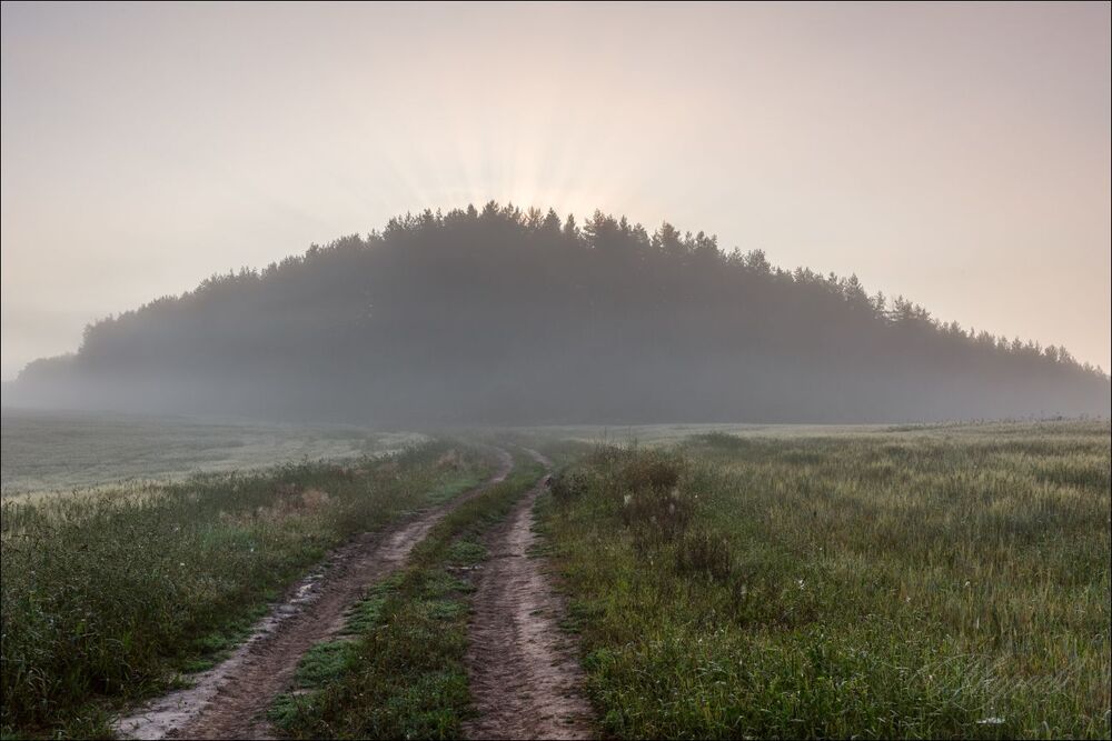 Лес проснулся в короне