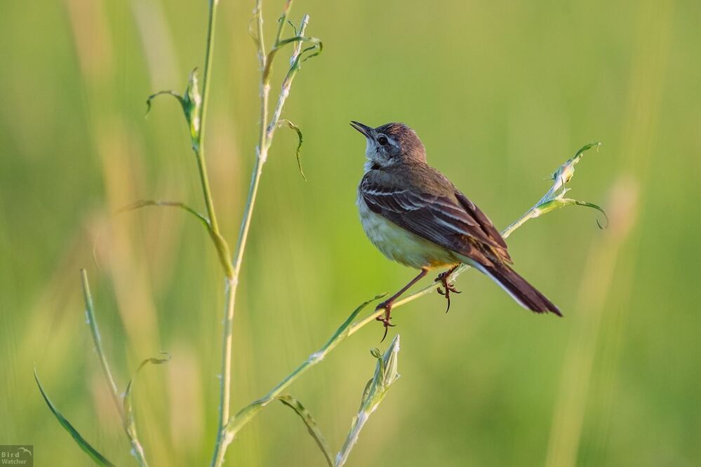 Singing