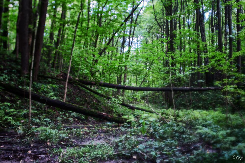 Таинственный лес