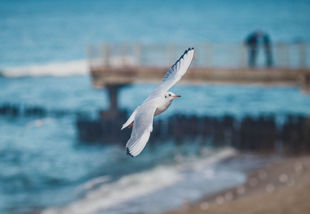 Светлогорские чайки