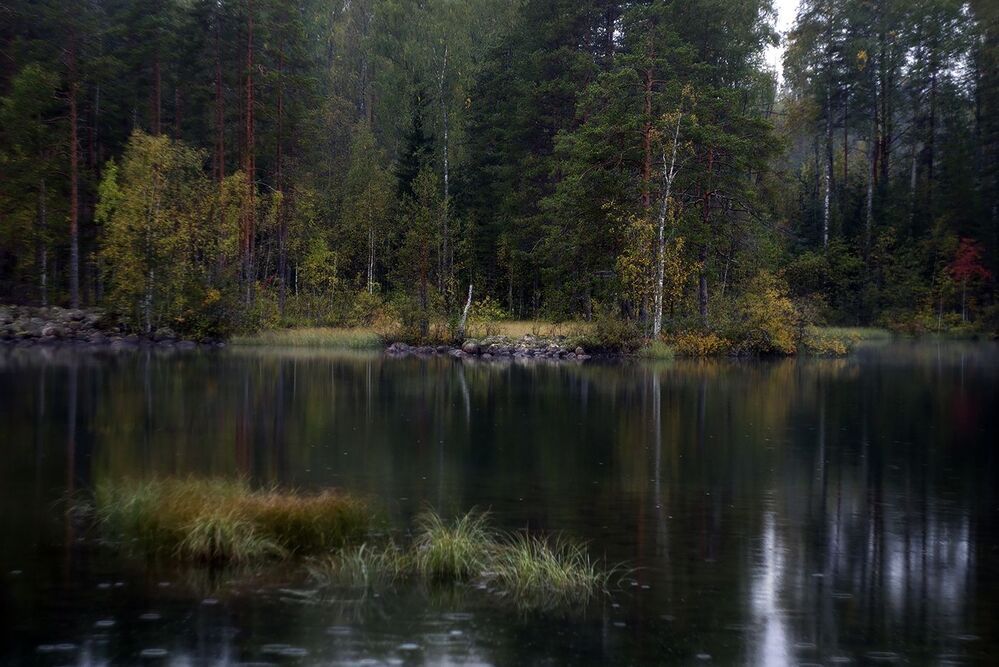 Зеленый цвет и желтых листьев шорох