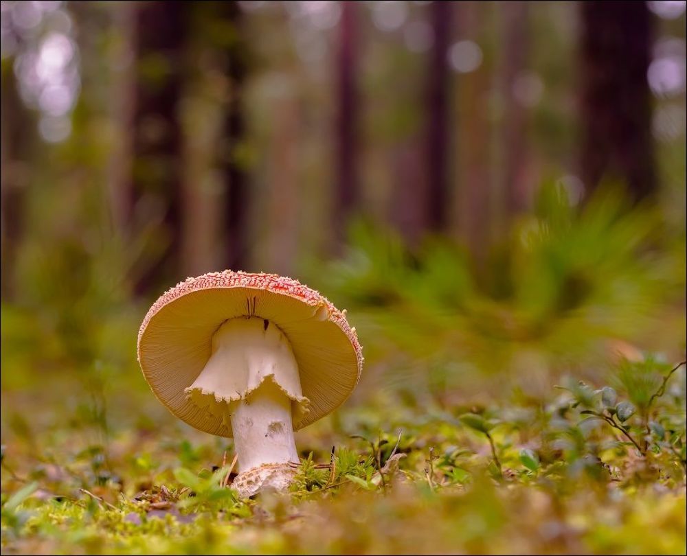 Юбочка из плюша))
