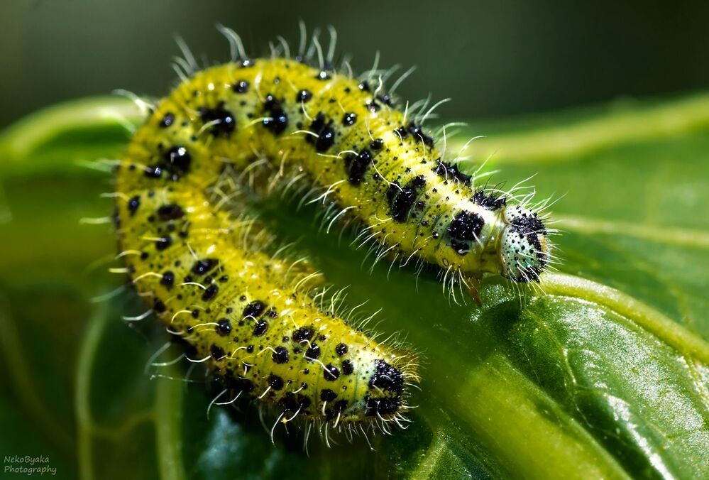 белянка капустная (лат. Pieris brassicae)