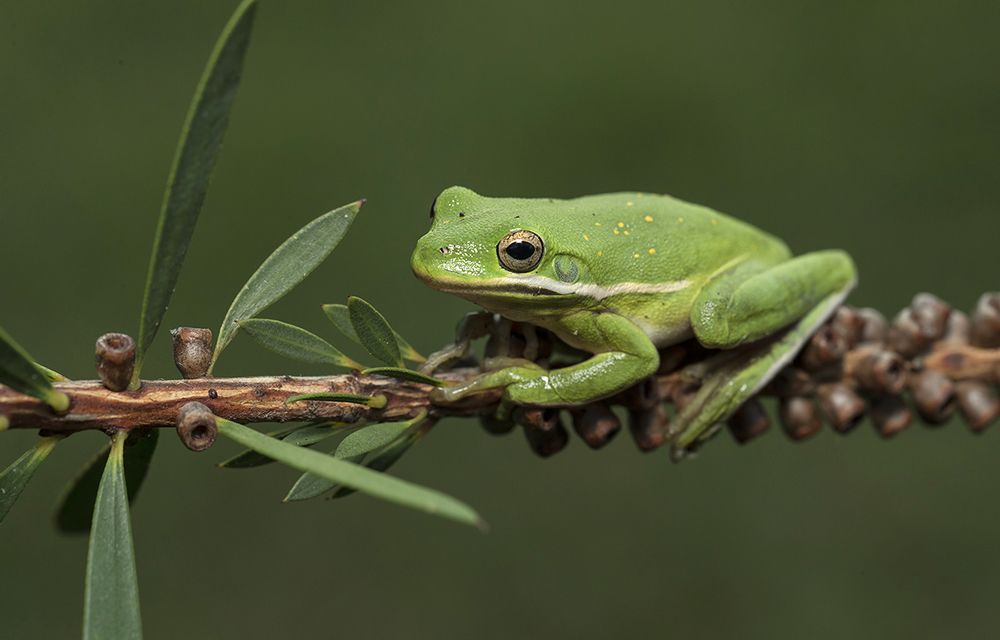 Frog. Зеленая североамериканская квакша