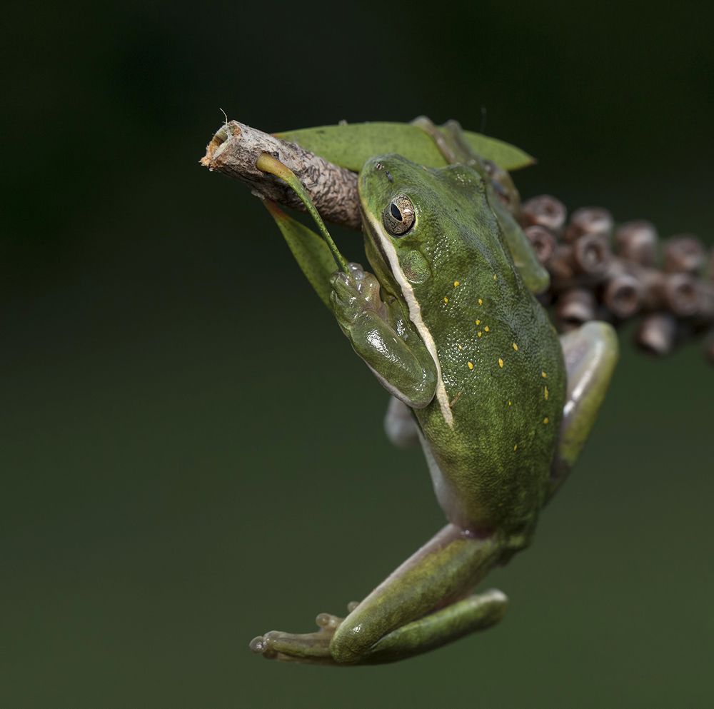 Frog. Зеленая североамериканская квакша
