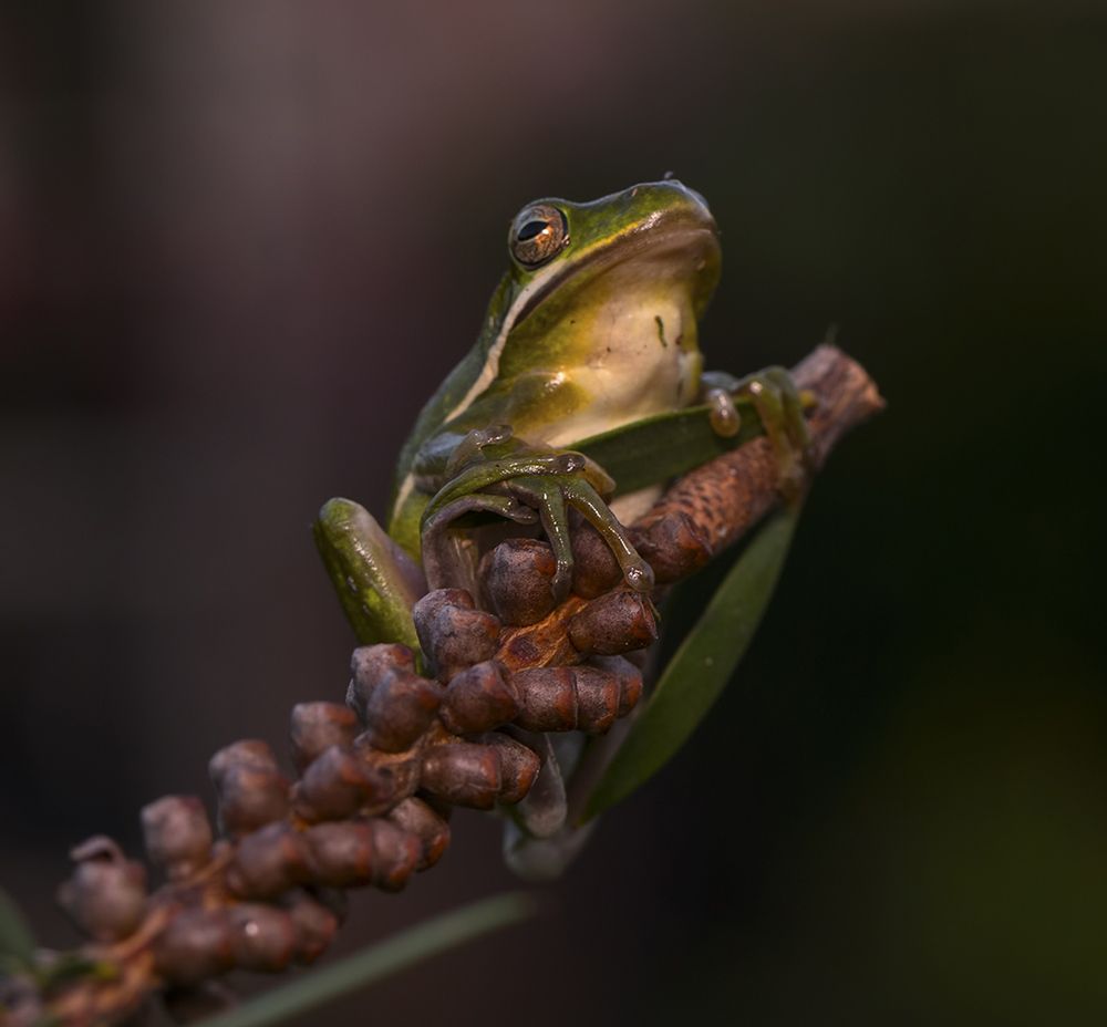 Frog. Зеленая североамериканская квакша