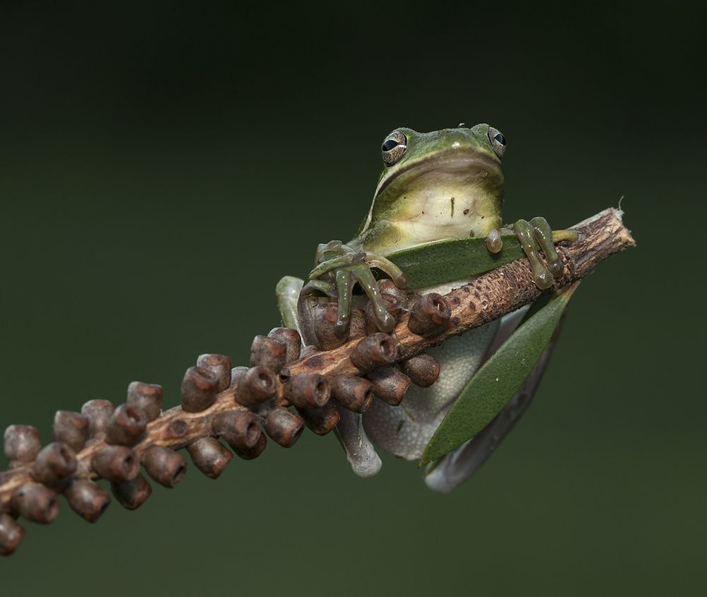 Frog. Зеленая североамериканская квакша