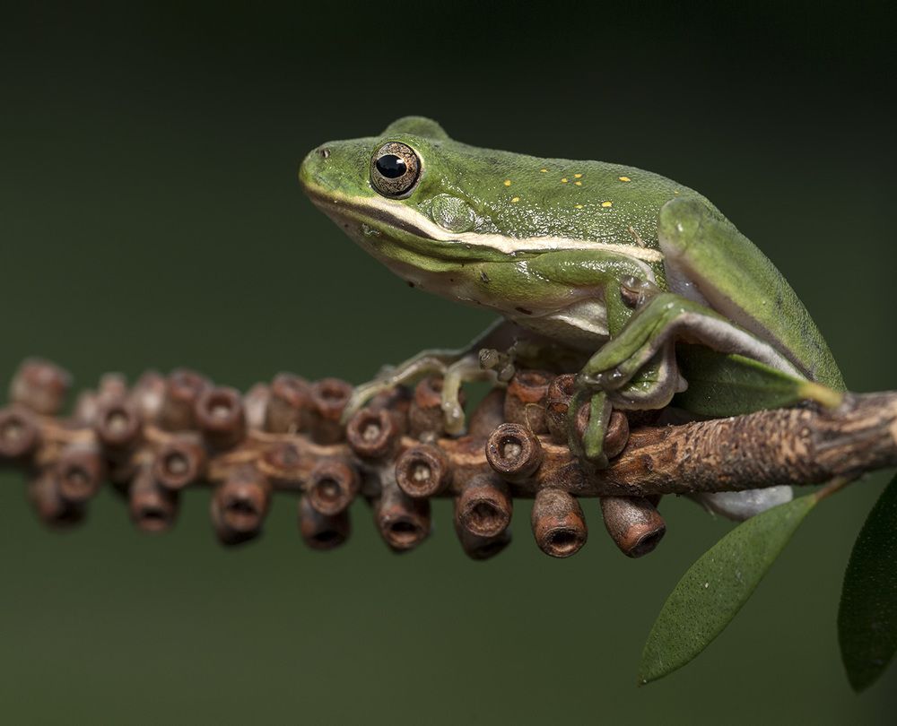 Frog. Зеленая североамериканская квакша