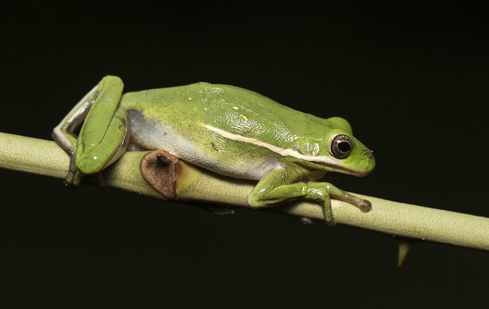 Frog. Зеленая североамериканская квакша