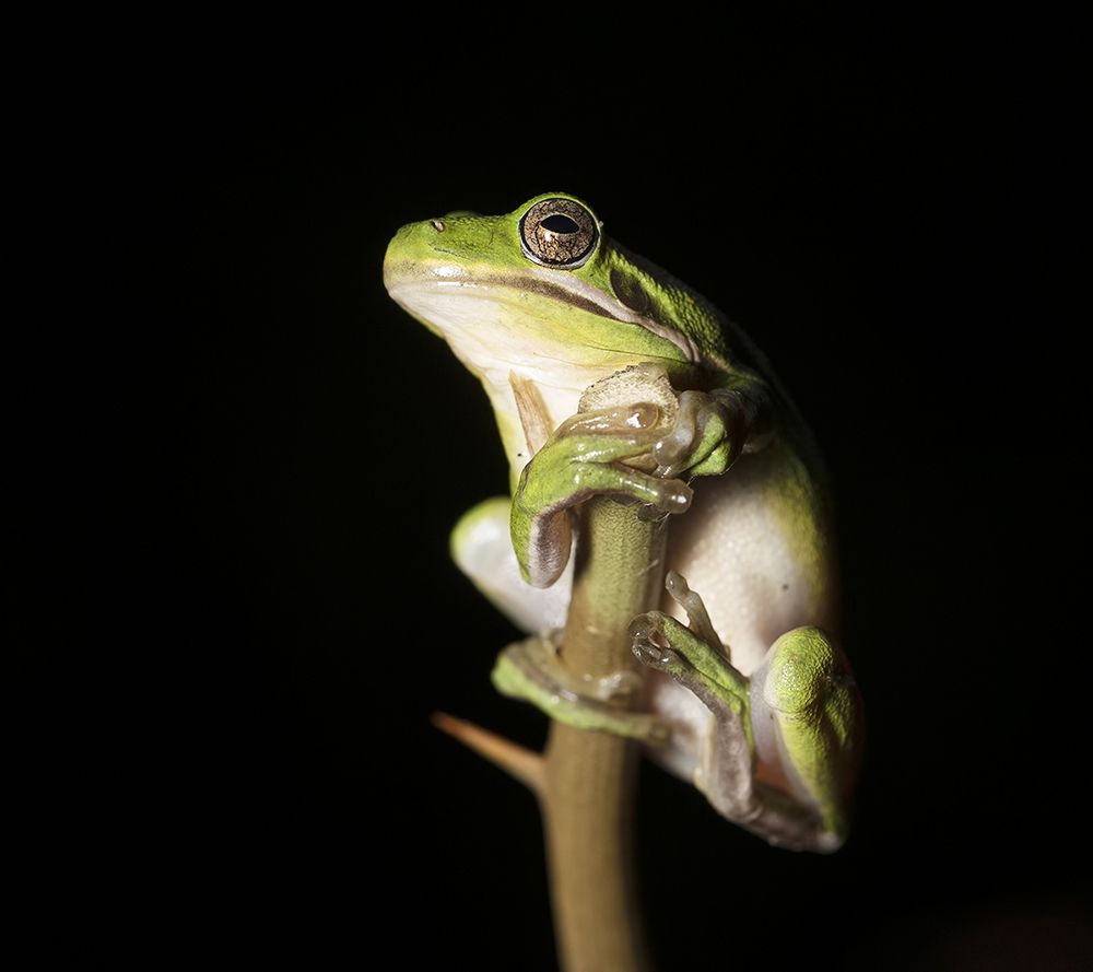Frog. Зеленая североамериканская квакша