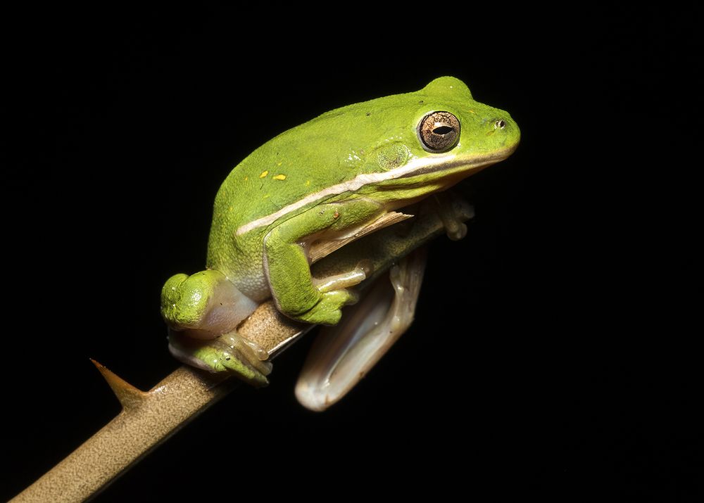Frog. Зеленая североамериканская квакша