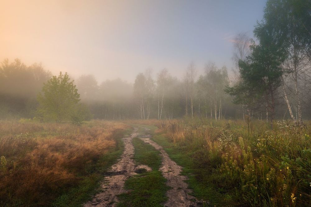 Просыпается луг, околдованный белым туманом