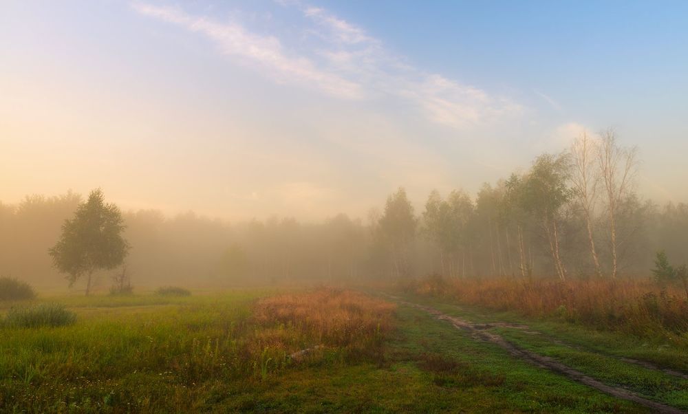 Просыпается луг, околдованный белым туманом