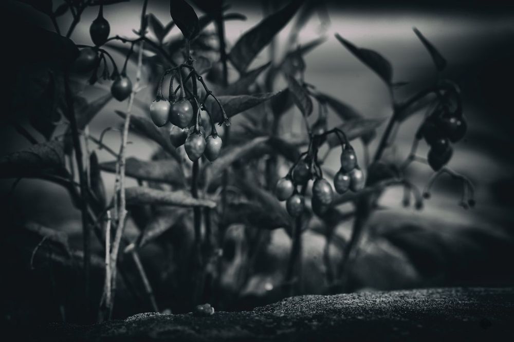 Morelia Dark