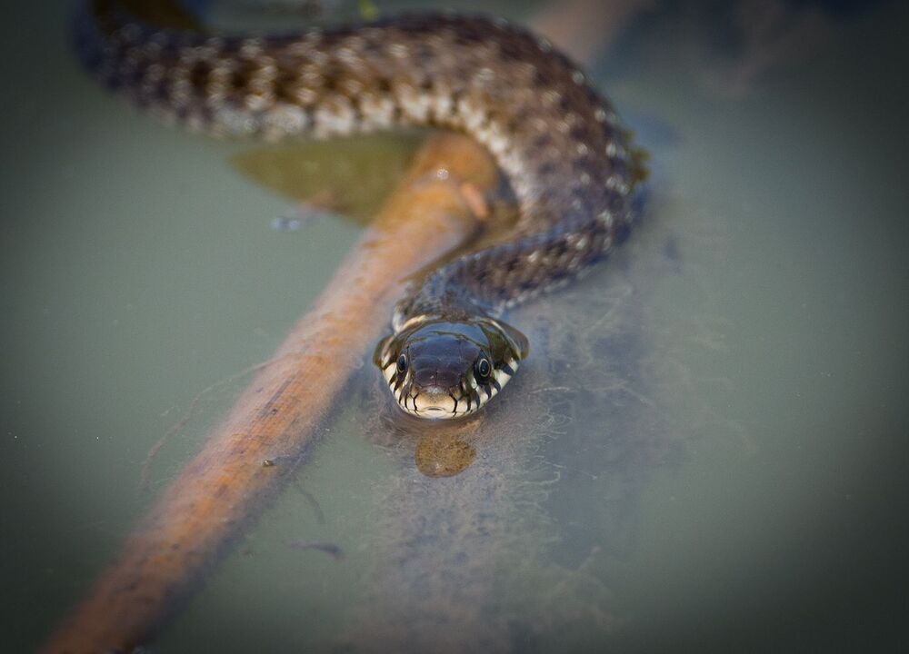 Photo 974437