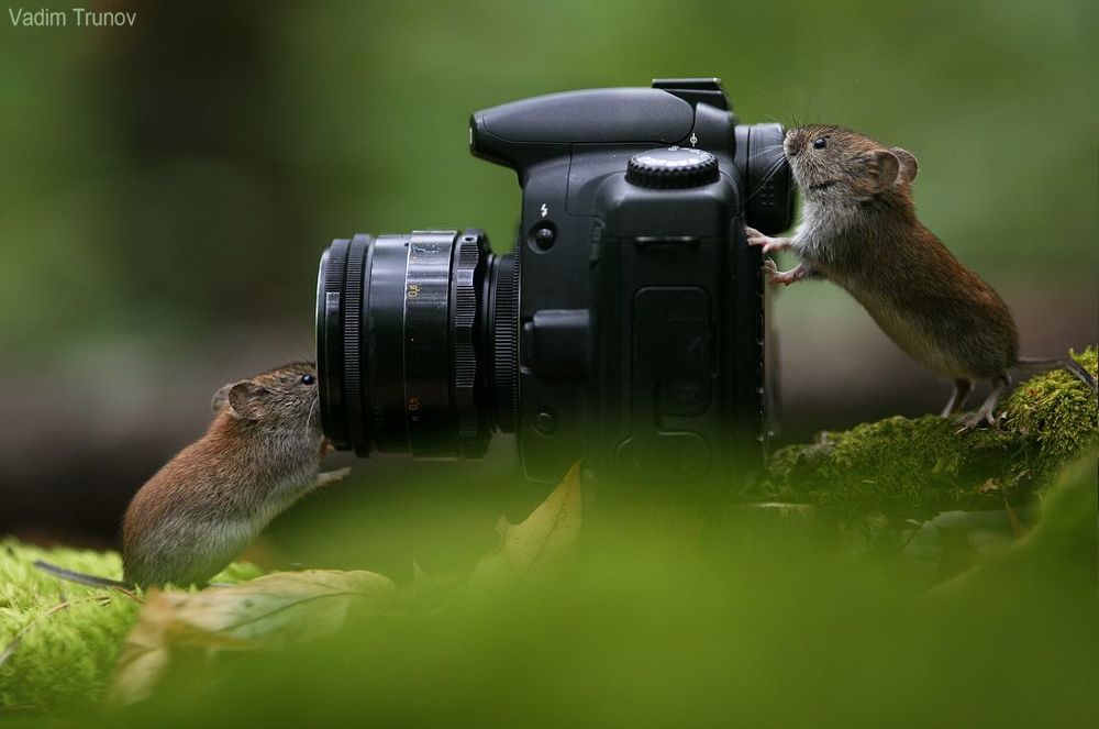 Мышиный фотосет