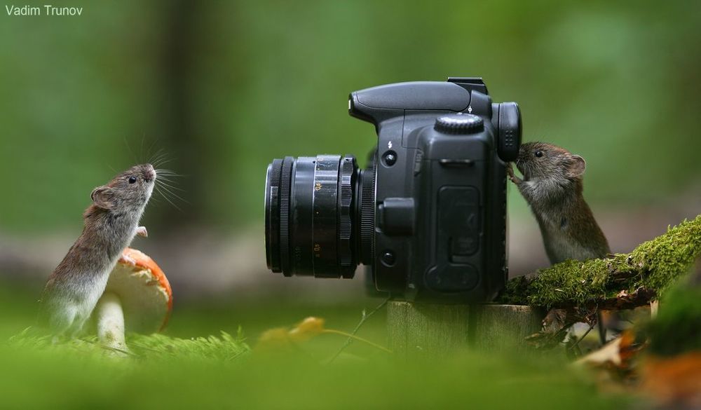 Мышиный фотосет