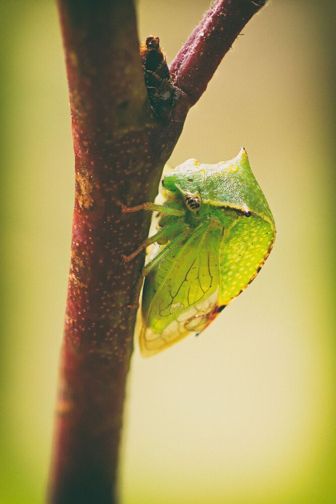Живая природа