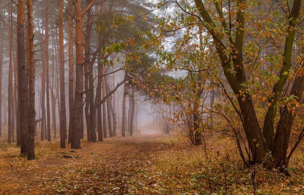 Осенний день пьёт белые туманы