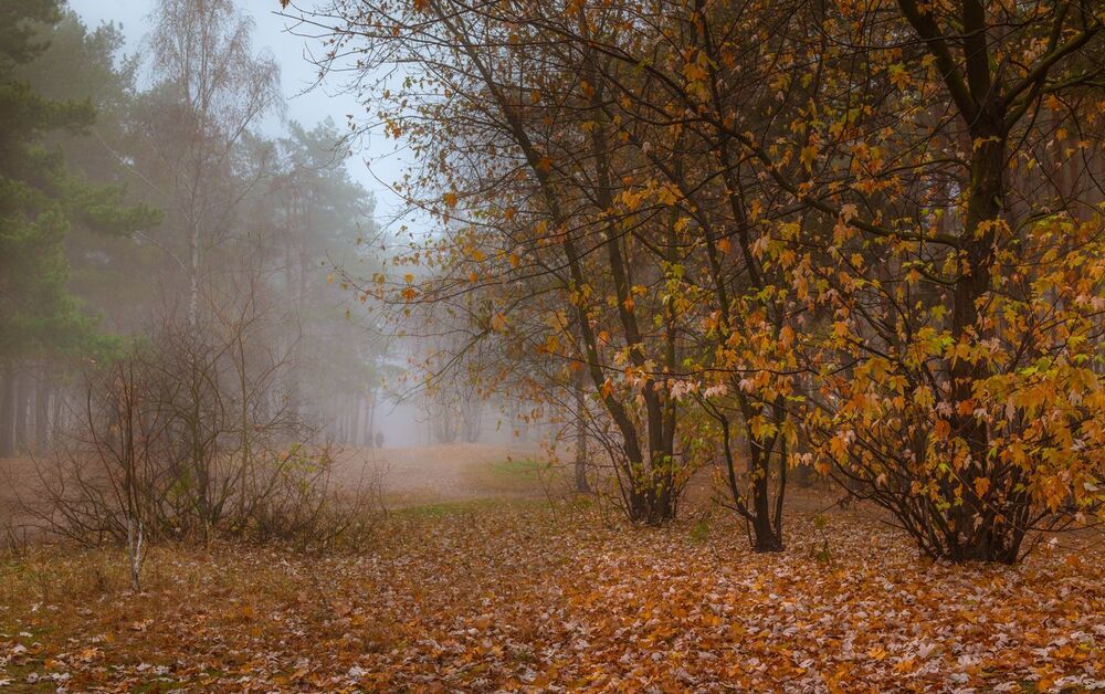 Осенний день пьёт белые туманы