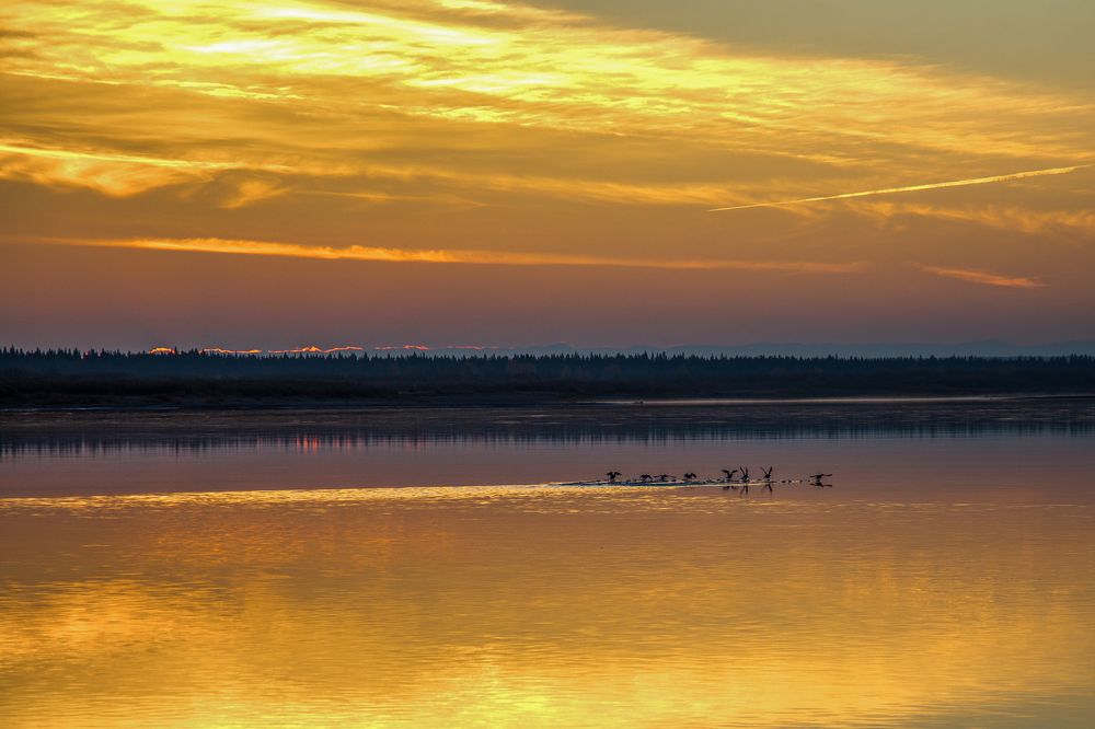 Печора золотая