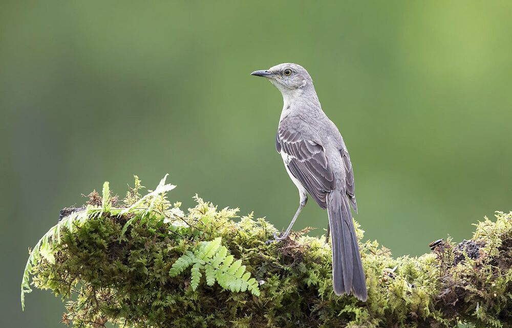 Многоголосый пересмешник - Northern Mockingbird  (Juvenile)