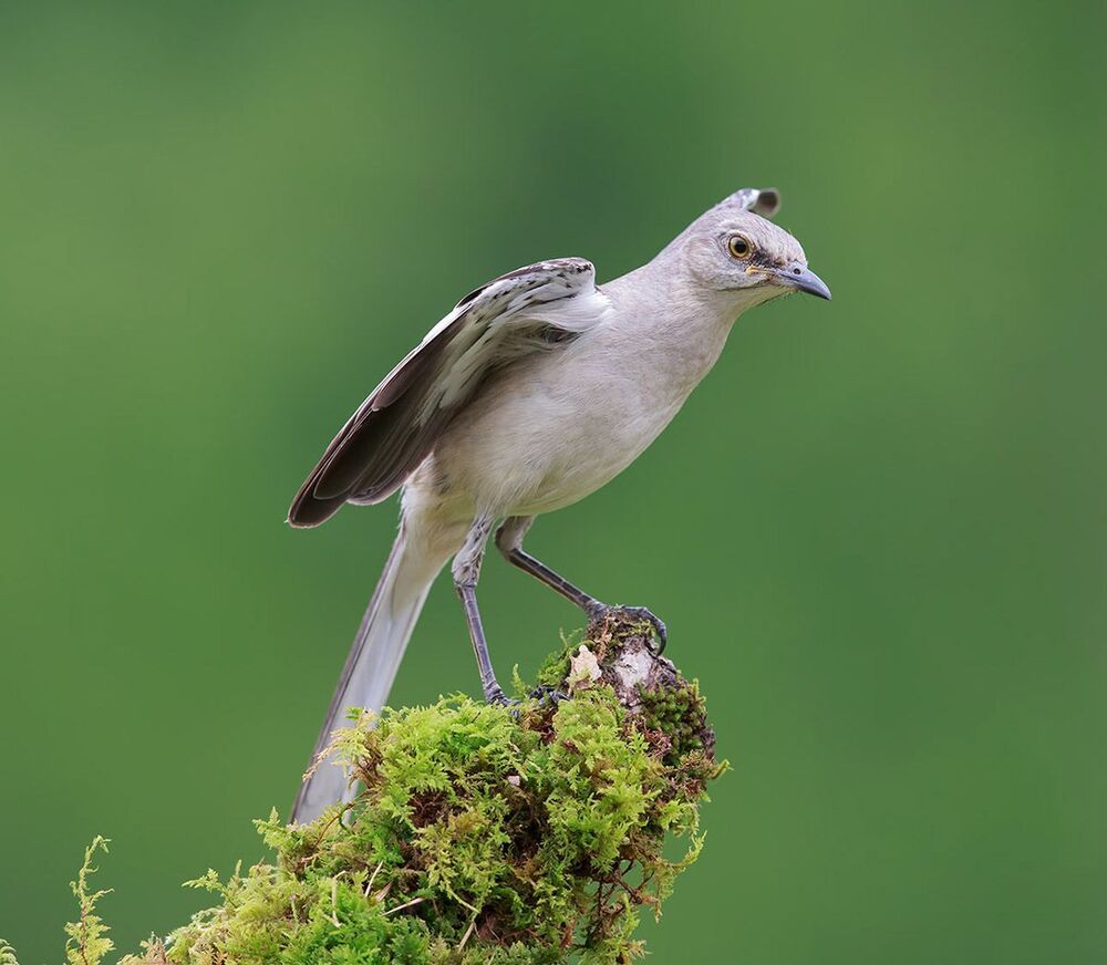 Многоголосый пересмешник - Northern Mockingbird  (Juvenile)