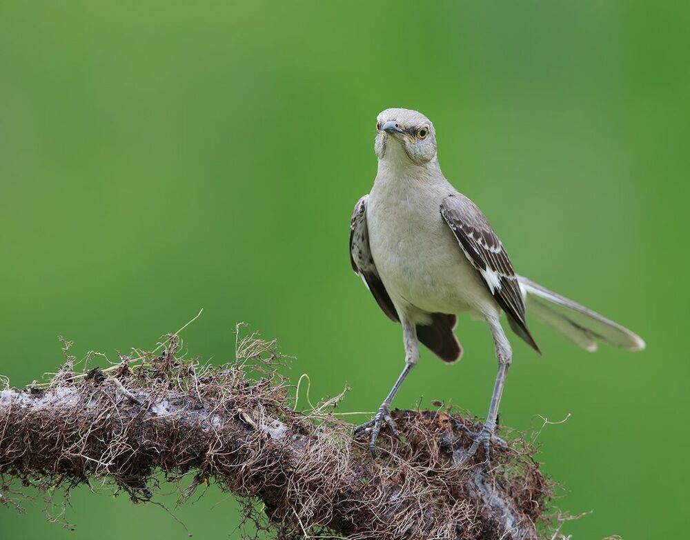 Многоголосый пересмешник - Northern Mockingbird  (Juvenile)